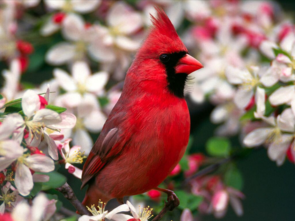 cardinal