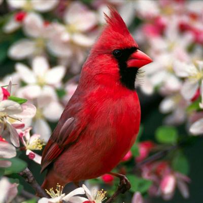 cardinal