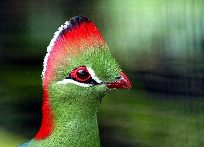 fischers_turaco