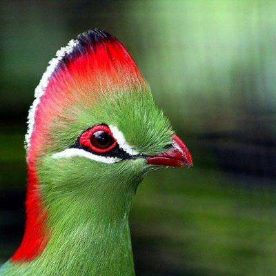 fischers_turaco