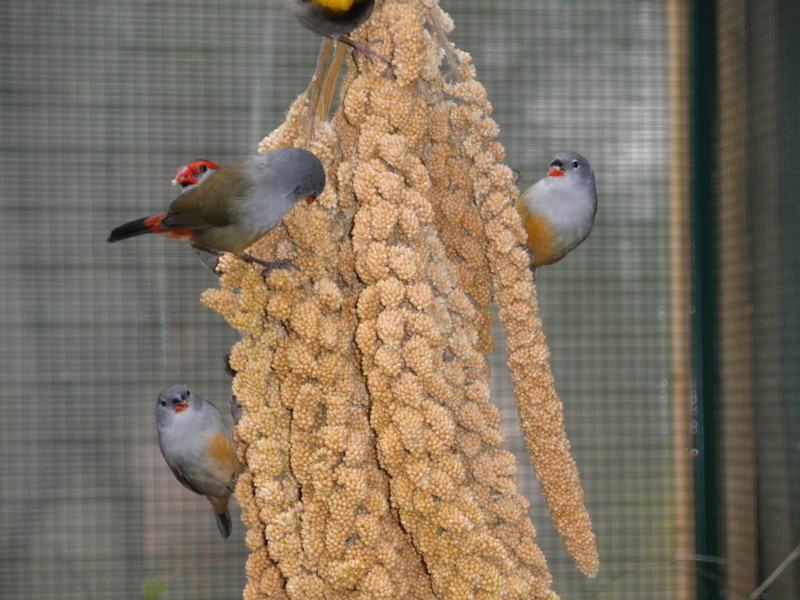 Astrilds d'Abyssinie