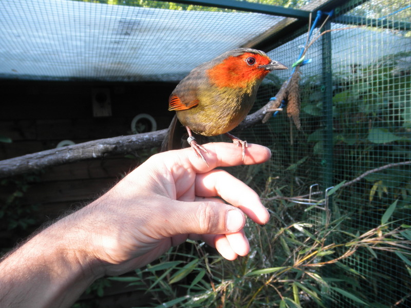 Garrulaxe à ailes rouge (mâle)