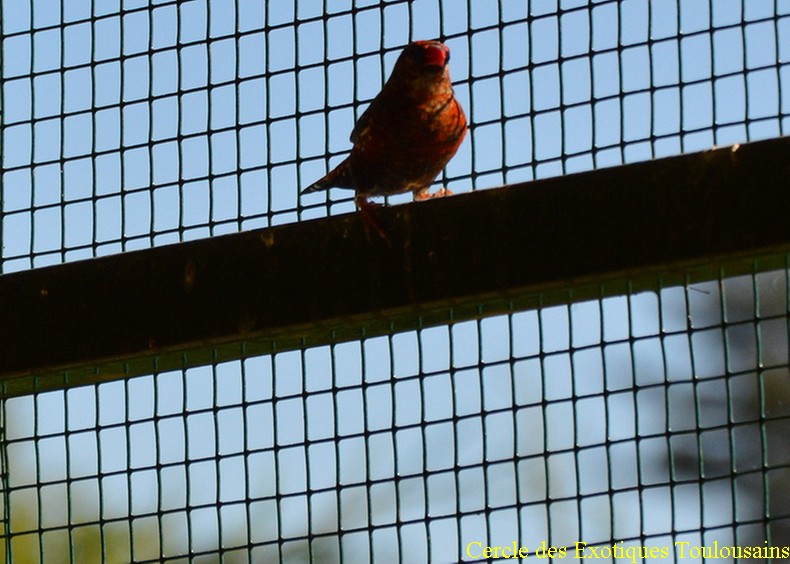 Bengali de bombay male bordermaker