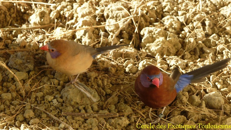 Cordon bleu a oreillon bordermaker