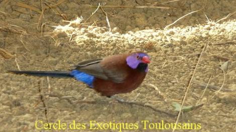 Cordon bleu grenadin uraeginthus granatinus bordermaker