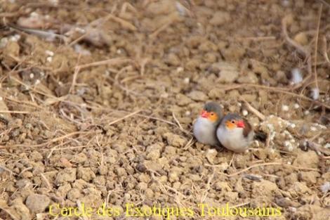 Couple joue orange estrilda melpoda bordermaker