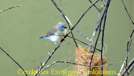 Jeune cap bleu bordermaker