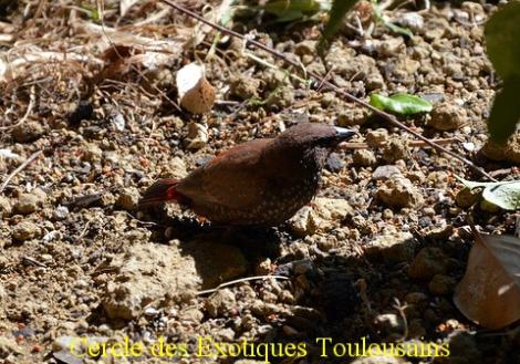 Jeune diamant peint bordermaker