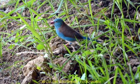 Male cap bleu bordermaker