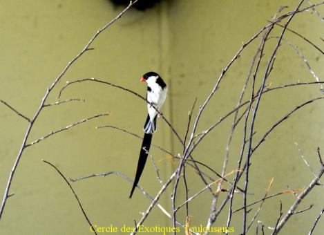 Male veuve dominicaine bordermaker